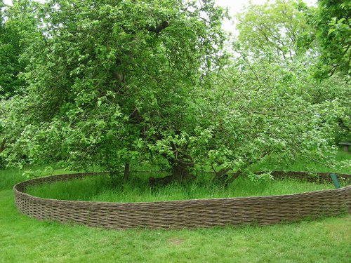 Newton Apple tree June 2012 (Ann Moynihan).jpg