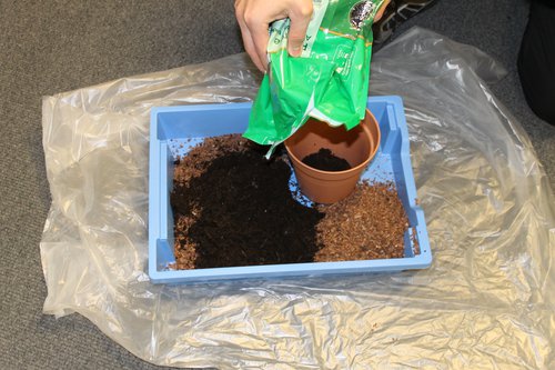 Newton Seeds - soil in pots.JPG