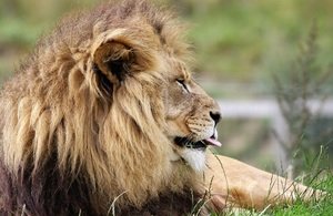 s300_animal-big-blur-brave-209077.jpg